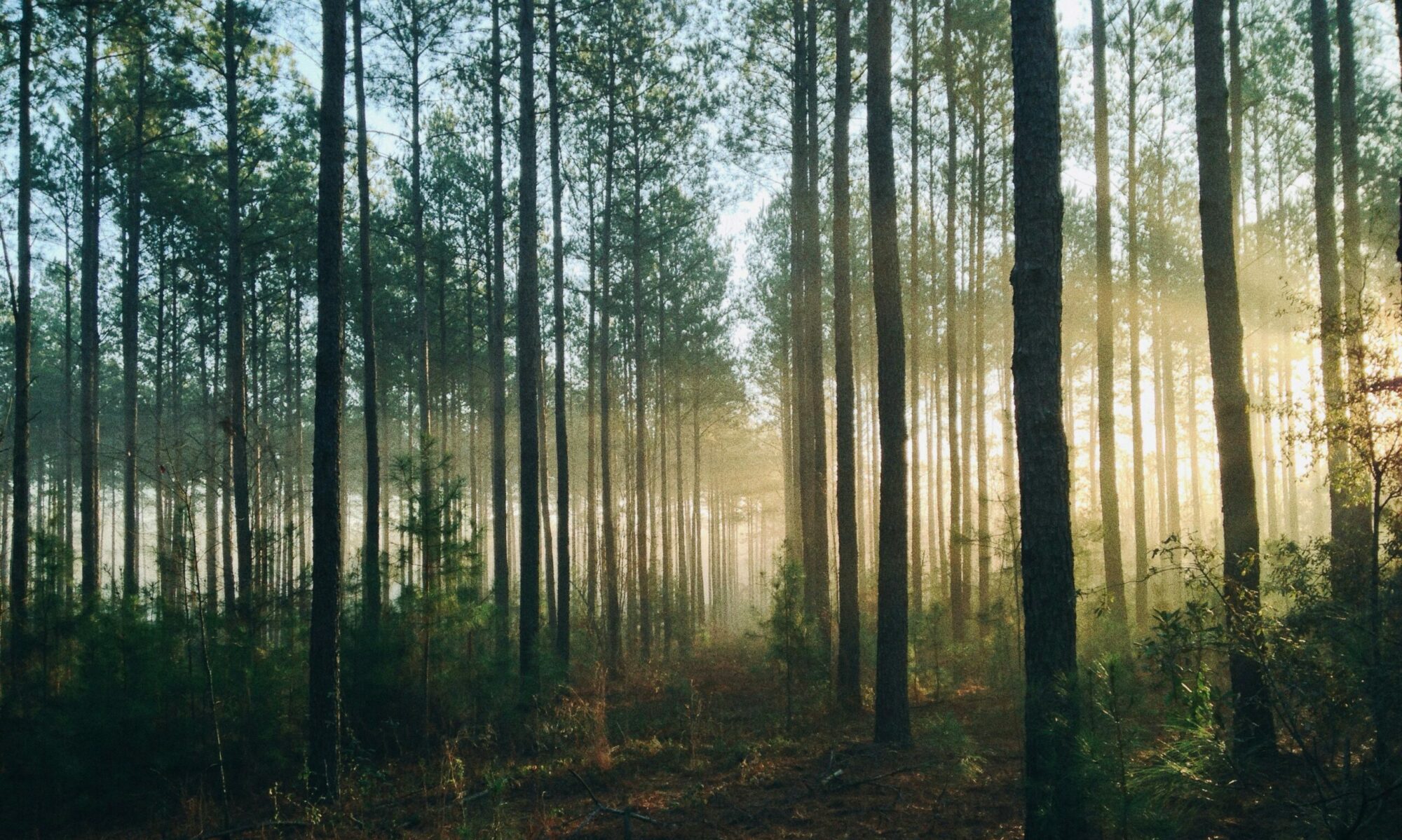 la forêt - énergie